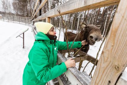 Москва. Национальный парк `Лосиный остров`. Лосиха Дина единственная из обитателей биостанции, кто даёт себя погладить.