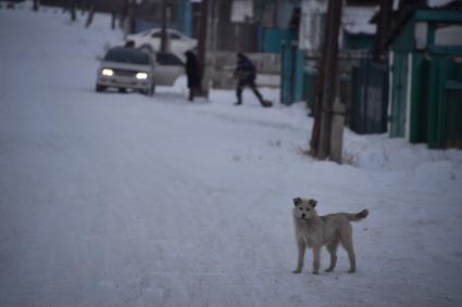 Улан-Удэ. Корреспонденты `Комсомольской правды` Владимир Ворсобин и Иван Макеев путешествуют автостопом по России. Собака на улице.