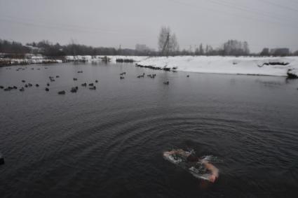 Московская область. г.Пушкино. Мужчина окунается в реке Уча во время крещенских купаний.