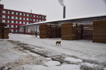 Канск. Корреспонденты `Комсомольской правды` Владимир Ворсобин и Иван Макеев путешествуют автостопом по России. На лесопилке.