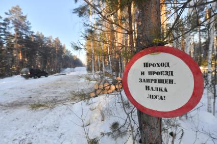 Алтайский край. Село Ларичиха.  Корреспонденты `Комсомольской правды` Владимир Ворсобин и Иван Макеев путешествуют автостопом по России. Валка леса в тайге.