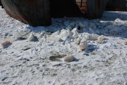 Владивосток. На острове Русский неизвестные засыпали снегом нефтяные пятна рядом с рыболовецкими траулерами `Ленск` и `Билене`.