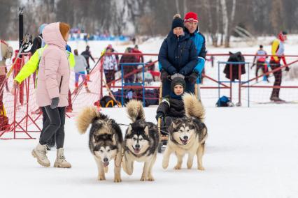 Московская область, г. Химки. Корреспондент `Комсомольской правды` Александра Будаева прокатилась на нартах в упряжке с хаски.