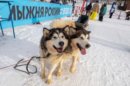 Московская область, г. Химки. Катание на нартах в упряжке с хакси.