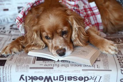 Москва.  Собака породы кокер спаниель с книгой.