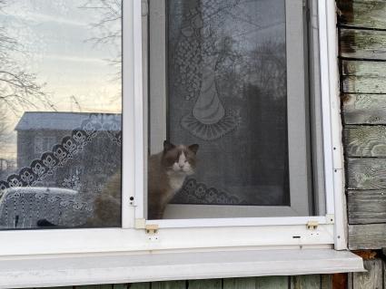 Тюмень. 26-летний сиамский кот-долгожитель Дашун попал в Книгу рекордов Гиннесса России.