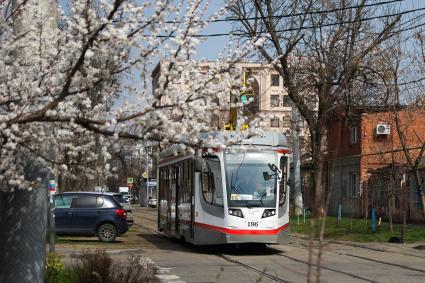 Краснодар. Цветущие деревья на улице города.