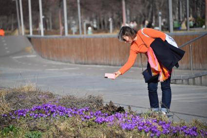 Москва. Девушка фотографирует клумбу с крокусами в парке Музеон.