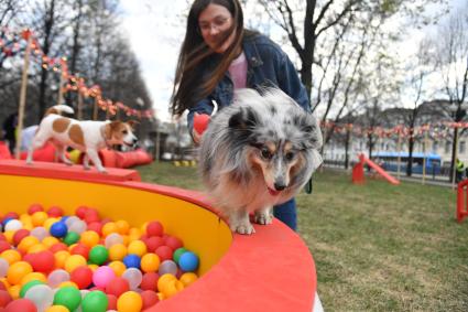 Москва. Собаки выполняют команды во время благотворительного проекта `Четвероногий друг` в рамках фестиваля `Пасхальный дар` на Цветном бульваре.