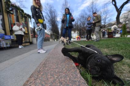 Москва. Девушка с собакой породы французский бульдог во время благотворительного проекта `Четвероногий друг` в рамках фестиваля `Пасхальный дар` на Цветном бульваре.