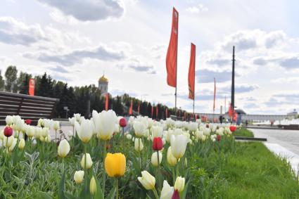 Москва. Тюльпаны на Поклонной горе.