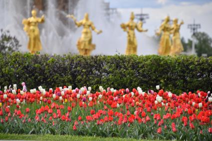 Москва. Тюльпаны рядом с фонтаном `Дружба народов` на ВДНХ.