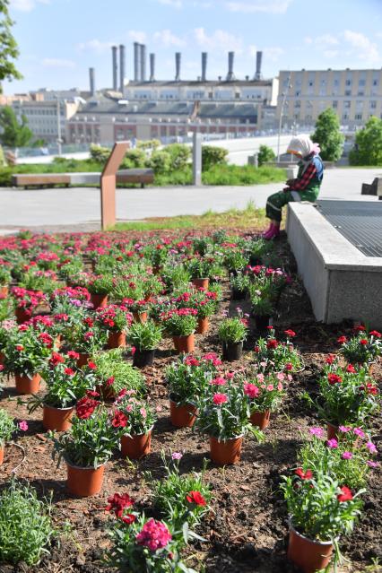 Москва. Цветы в горшках на клумбе в парке `Зарядье`.