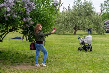 Москва. Девушка фотографирует цветущую сирень в музее-заповеднике `Коломенское`.