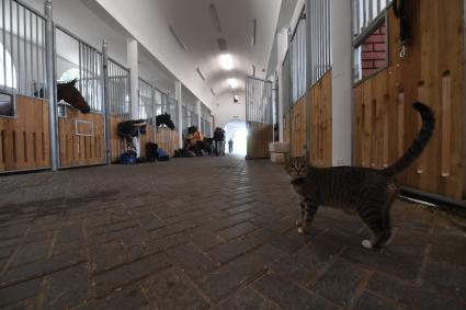 Москва. Конюшня с лошадьми в Центре национальных конных традиций на ВДНХ.