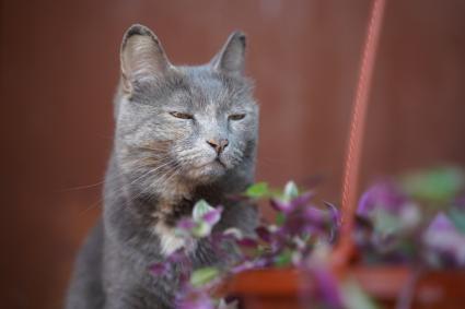 Самарская область. Кот смотрит на цветы на даче.