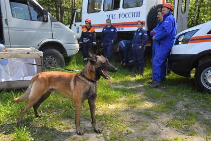 Московская область. Раменское. Сотрудники кинологического отряда Центроспас  МЧС России с собакой  во время тренировки на учебной площадке в лесопарковой зоне.