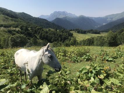 Абхазия. Сухумский район. с.Псху. Вид на горы и лошадь.
