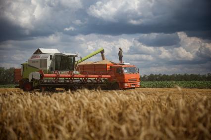 Краснодарский край. Комбайны на поле во время уборки пшеницы.