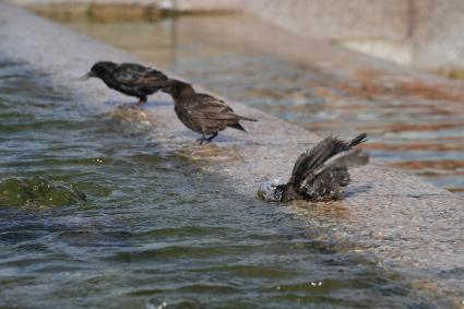 Москва. Птицы купаются в фонтане на Манежной площади.