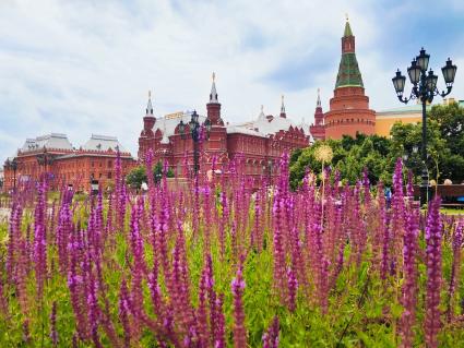 Москва. Шалфей на клумбе на Манежной площади.