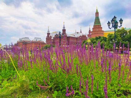 Москва. Шалфей на клумбе на Манежной площади.