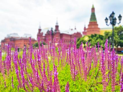 Москва. Шалфей на клумбе на Манежной площади.