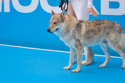 Москва. Собака породы чешская волчья на музыкальном фестивале VK Fest в Парке Горького.