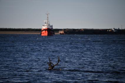 Красноярский край. Хатанга.   Олень плывет по реке  в районе морского порта .