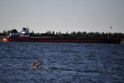 Красноярский край. Хатанга.   Олень плывет по реке  в районе морского порта .