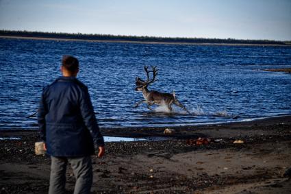 Красноярский край. Хатанга.   Олень на территории  морского порта на реке Хатанга.