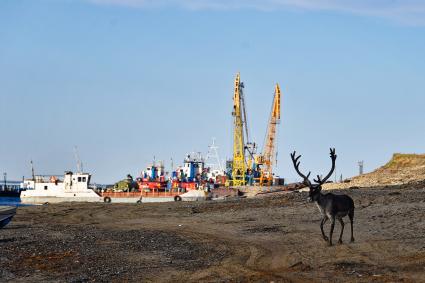 Красноярский край. Хатанга.   Олень на территории  морского порта на реке Хатанга.