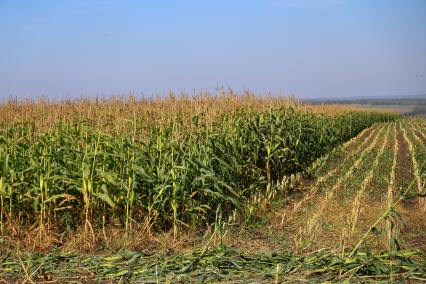 Кукурузное поле