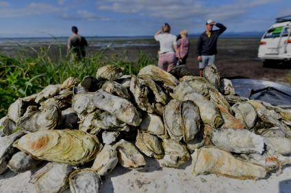 Сахалинская область.  Раковины устриц на берегу Охотского моря.