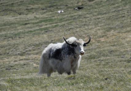 Республика Алтай.  Хайнак - гибрид яка и домашнего быка в горах национального Сайлюгемского парка.