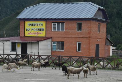 Республика Алтай.  Магазин и овцы на дороге при вьезе в село Манжерок в национальном Сайлюгемском парке.