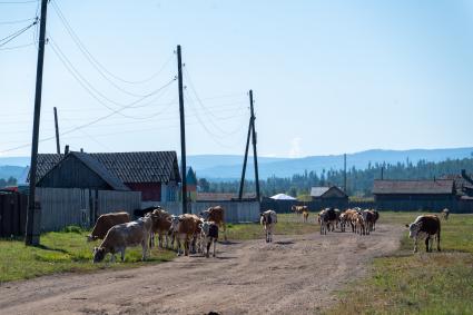 Забайкальский край, с. Укурик. Коровы.