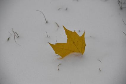 Москва. Желтый кленовый лист в снегу.