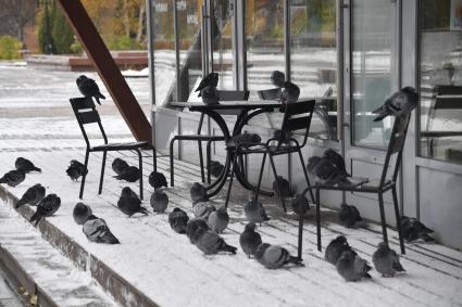 Москва. Стая голубей на веранде кафе.