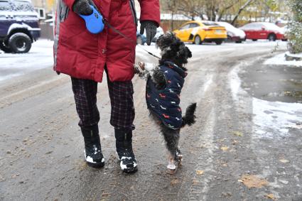 Москва. Женщина гуляет с собакой.