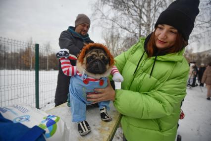 Екактеринбург. Собака породы \'Мопс\' во время мопсопрогулки в честь хелоуина