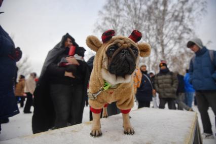 Екактеринбург. Собака породы \'Мопс\' во время мопсопрогулки в честь хелоуина