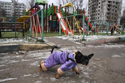 Собака в одежде на прогулке