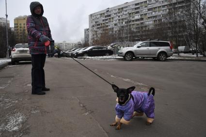 Собака в одежде на прогулке