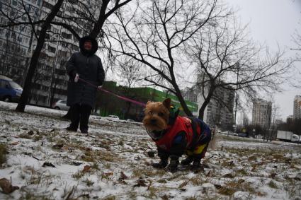 Собака в одежде на прогулке