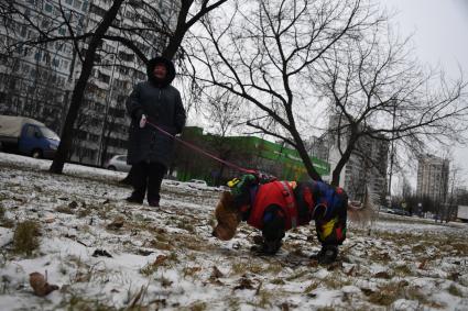 Собака в одежде на прогулке