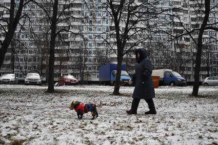 Собака в одежде на прогулке