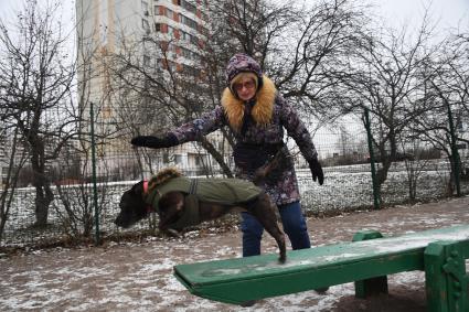 Собака в одежде на прогулке