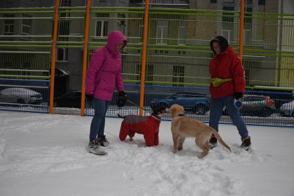 Собака в одежде на прогулке