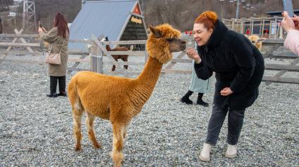 Парк альпак `Пача Мама`в Сочи